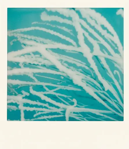 Nature #1