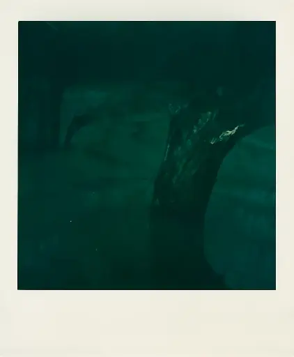 Nature #4